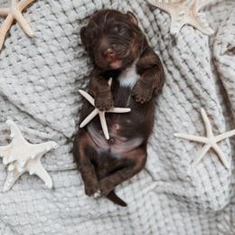 Quiet Tides - Tri-color male Cavapoo puppy in Cookeville, Tennessee from Gravelle Family Farm