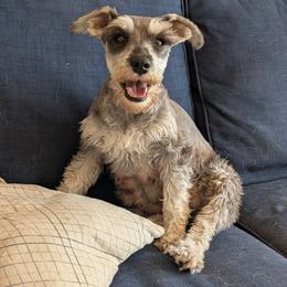 Violette - Miniature Schnauzer
