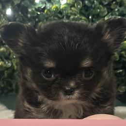 Sweet Pea - Black and tan female Chihuahua puppy in Northboro, Iowa from So Sweet Chihuahuas