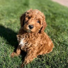 Meli's Yellow Male - Apricot male Goldendoodle puppy in Great Falls, Montana from Montana Goldendoodles