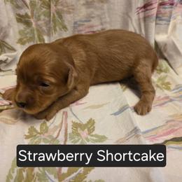 Strawberry Shortcake - Cream female Cavapoo puppy in Lewisburg, Pennsylvania from Jessie's Puppies