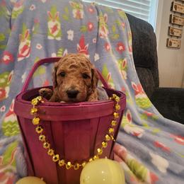 Old Yeller - Apricot female Poodle puppy in South Willard, Utah from Burge Family Poodles