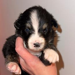 Fry - Black tri-color female Australian Shepherd puppy in Altmar, New York from E&C Australian Shepherds