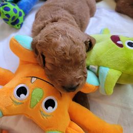 Goldendoodle Puppies from Dream Doodles