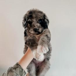 Vada - Merle female Sheepadoodle puppy in Wabash, Indiana from DOODCompany