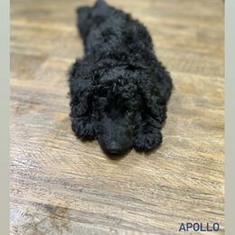 Poodle Puppies from Sarah’s Standards