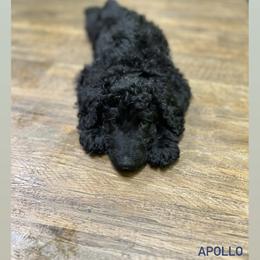 Poodle Puppies from Sarah’s Standards