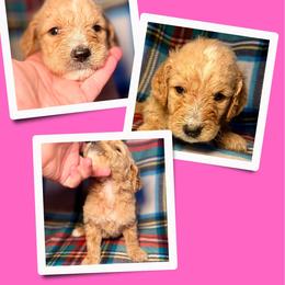 Latte - Apricot female Goldendoodle puppy in Bluefield, Virginia from Love on a Leash