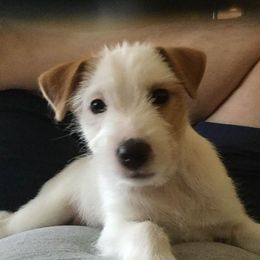 Russell Terrier Puppies from Woodside