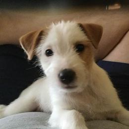 Russell Terrier Puppies from Woodside