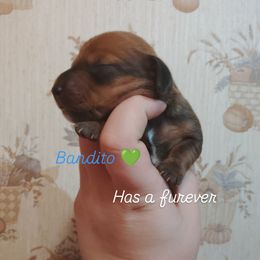 Dachshund Puppies from The Outlawed Dachshunds