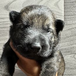 Boy 4 - Sable German Shepherd puppy in Little Rock, Arkansas from Vom Gonza German Shepherds