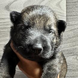 Boy 4 - Sable German Shepherd puppy in Little Rock, Arkansas from Vom Gonza German Shepherds
