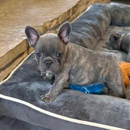 White collar - Blue fawn female French Bulldog puppy in Livingston, Texas from Drake Home Frenchies