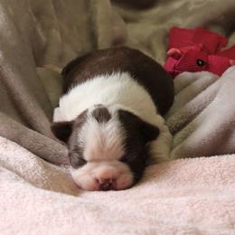 Boston Terrier Puppies from Jeanne Campbell