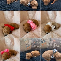 Goldendoodle puppies from Heart & Paw Goldendoodle Co.