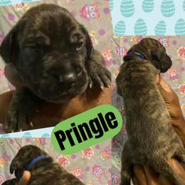 Pringle - Brindle male Great Dane puppy in Wellsville, New York from Prophecy Danes