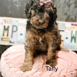 Taffy - Merle female Goldendoodle puppy in Pasco, Washington from Camp Doodle Woods