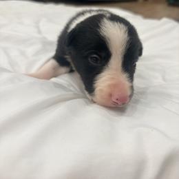 Sully - Black and white male Border Collie puppy in Taylor, Arizona from Vowell Farm Border Collies