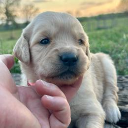 Precious - Golden female Golden Retriever puppy in Doniphan, Missouri from Stockford’s Golden Retrievers