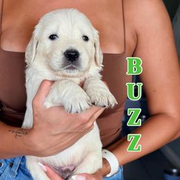 Buzz - Light golden male Golden Retriever puppy in Rancho Cucamonga, California from Robinson Retrievers