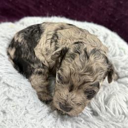 Bambi - Blue merle female Aussiedoodle puppy in Science Hill, Kentucky from Southern Paws Kennels