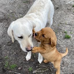 Labrador Retriever Puppies from Triple Threat Labradors
