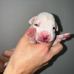 Girl 4 - White female Boxer puppy in Jamesville, New York from Reynolds Homestead Boxers