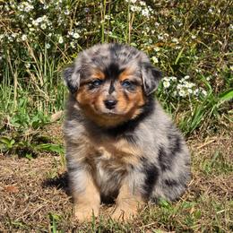 KB.BMF1 - Blue merle female Miniature Australian Shepherd puppy in Deer Lodge, Tennessee from KSH Aussie Haven