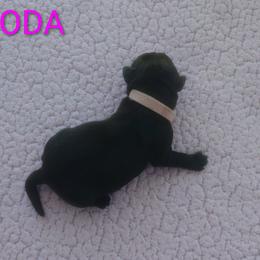 Soda - Black female Labrador Retriever puppy in Prince George, Virginia from Kingdom Kenelz Labradors