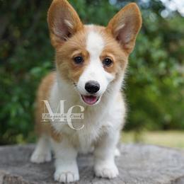 Serenade (RedSable 3) - Red female Pembroke Welsh Corgi puppy in Straughn, Alabama from Magnolia Creek Corgis