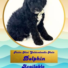 Dolphin - Black male Goldendoodle puppy in Redmond, Oregon from Bourbon and Lace Doodles