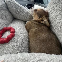 Pembroke Welsh Corgi Puppies from McGovern Family Corgis