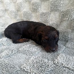 George - Black and tan male Dachshund puppy in Brandon, Florida from Knights Dachshunds