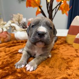 Blue collar Male - Gray and fawn male Cane Corso puppy in St. Augustine, Florida from RG2 Cane Corsos