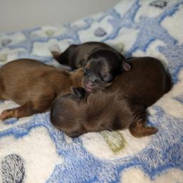 Shih Tzu puppies from Shih Tzu Cottage