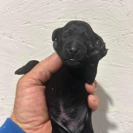 Coal - Black male Whoodle puppy in Pima, Arizona from Schmidt's K9s