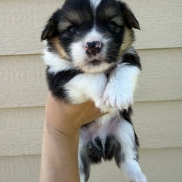 Pembroke Welsh Corgi Puppies from Alexander McGary