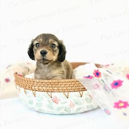 Bean Jr (BJ) - Dapple male Dachshund puppy in Greenville, North Carolina from The Gorman Farms