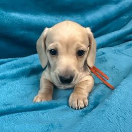 Van Gogh (PRA Clear) - Cream male Dachshund puppy in Memphis, Tennessee from River City Doxies
