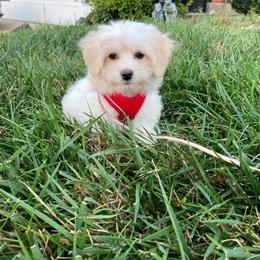 Coton de Tulear and Poodle Puppies from Legacy Pets