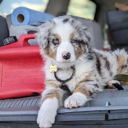 Australian Shepherd Puppies from Holly Ridge Aussies