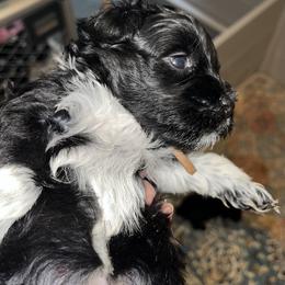 Stella (pink) - Black female Miniature Schnauzer puppy in Port Orchard, Washington from Silver Bells Miniature Schnauzers