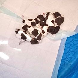 German Shorthaired Pointer Puppies from Emily's GSPs