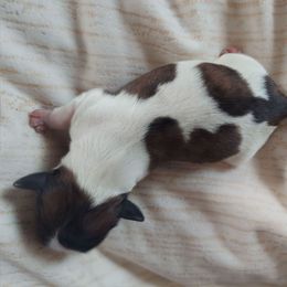 Crystal - Brindle and white female Shih Tzu puppy in Boston, Massachusetts from NFST IMPERIAL SHIHTZU PUPPIES
