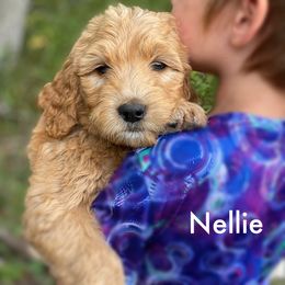 Nellie - Goldendoodle puppy in Lancaster, Minnesota from North Star Dog Training