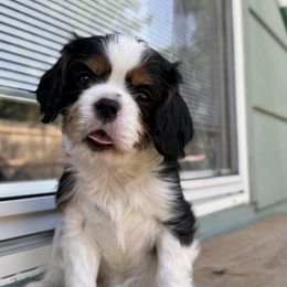 Independence - Tri-color male Cavalier King Charles Spaniel puppy in Hays, Kansas from MacArthur Cavi’s
