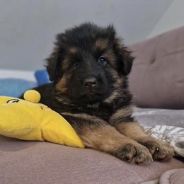 German Shepherd Puppies from Vom Cronje Haus German Shepherds
