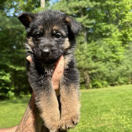 German Shepherd Puppies from Casale Shepherds