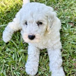 Apollo - Cream male Australian Labradoodle puppy in Chuluota, Florida from Delano Australian Labradoodles